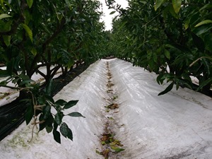 DSC_0009-2_thumb.jpg